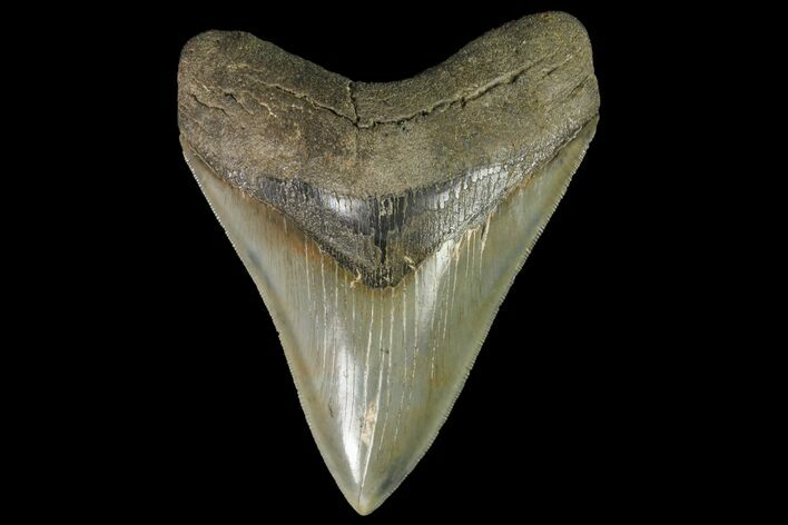 Serrated, Fossil Megalodon Tooth - Georgia #142358